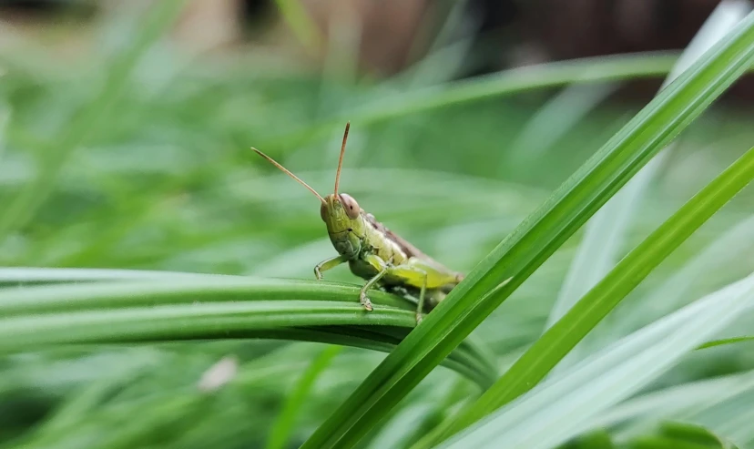 a grasshopper sits on the blade of some grass