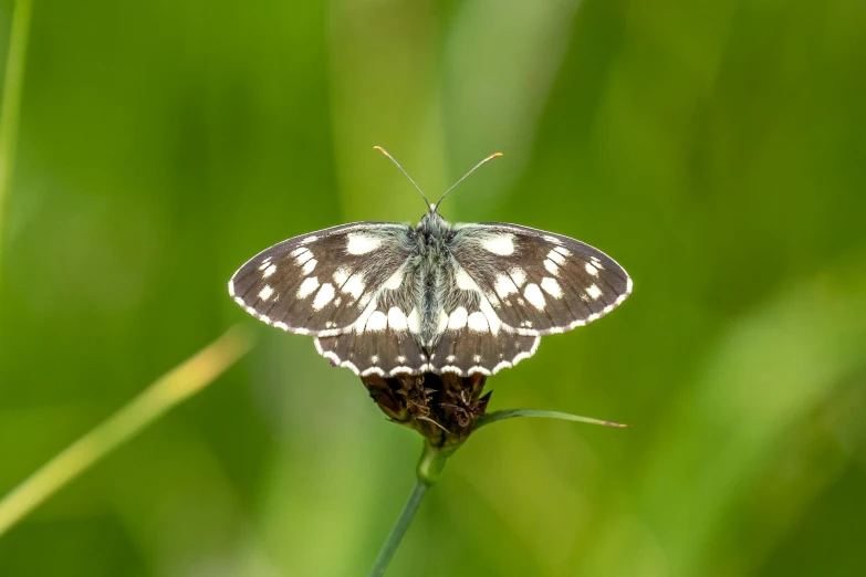 small white erfly with black stripes sitting on a green stem