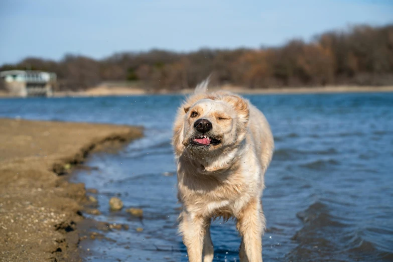 a large dog standing on top of a sandy beach