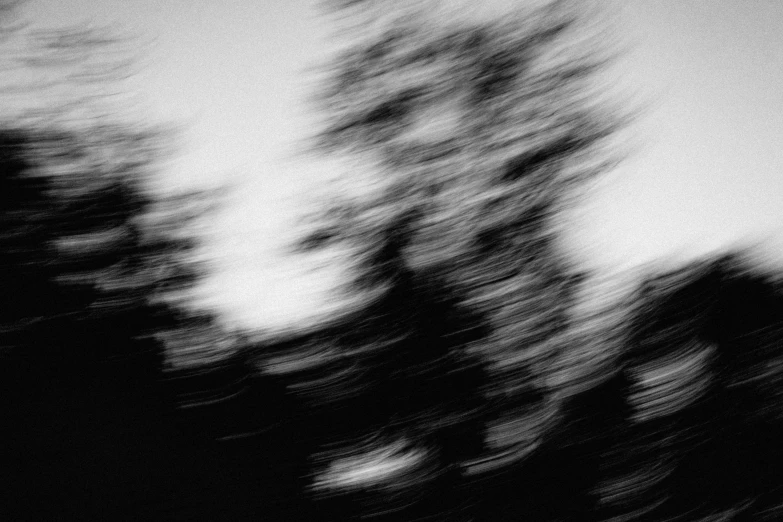 blurry pograph of several trees against a gray sky