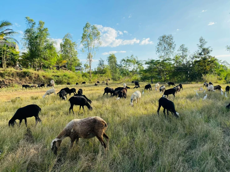 the animals are grazing on grass in the field