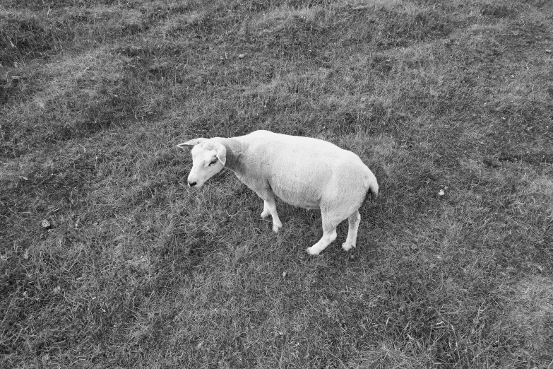 a sheep in a black and white field, alone