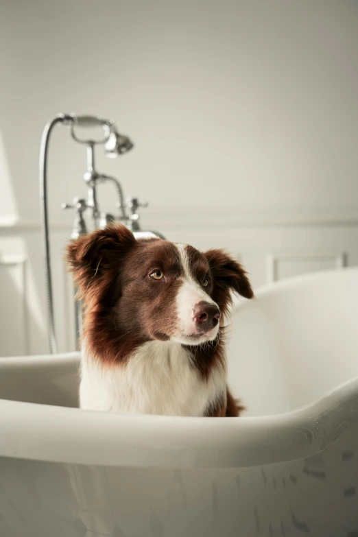 a dog with his head tilted over a bathtub