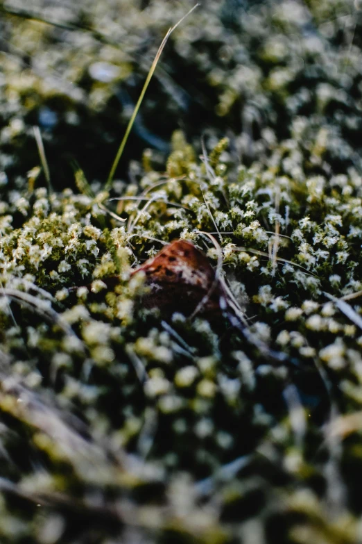 there is an orange leaf sitting on the moss