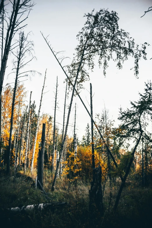 the trees stand empty on an overcast day