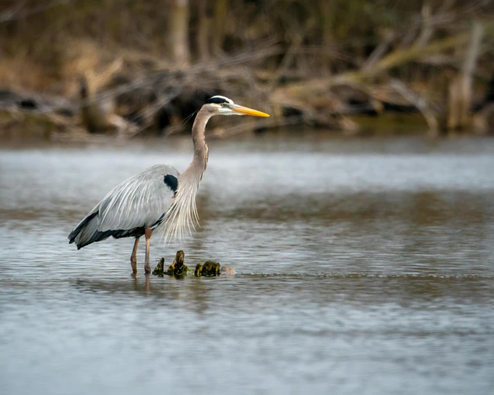 a tall bird stands in the water with a duck