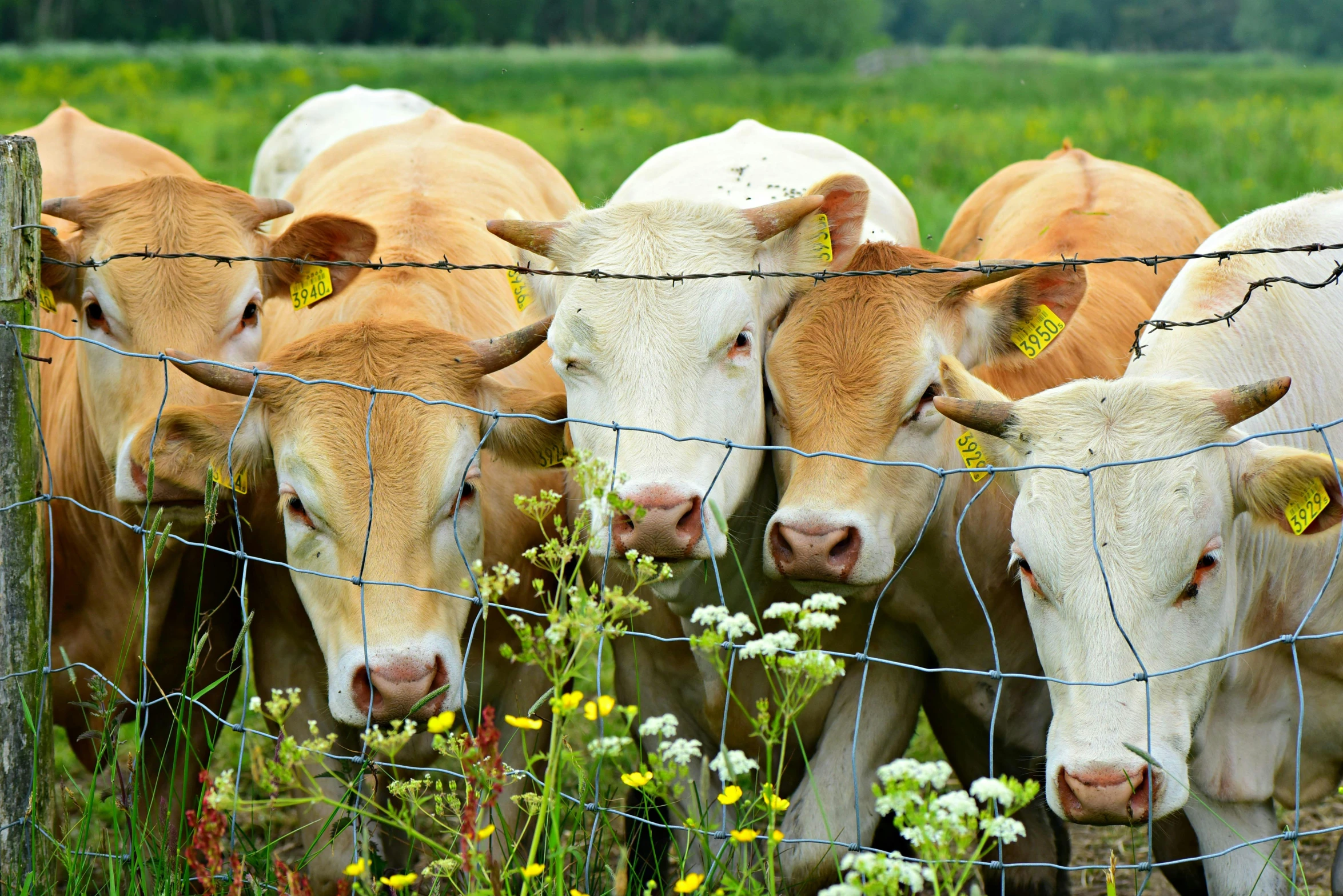 several cows in a field near a fence