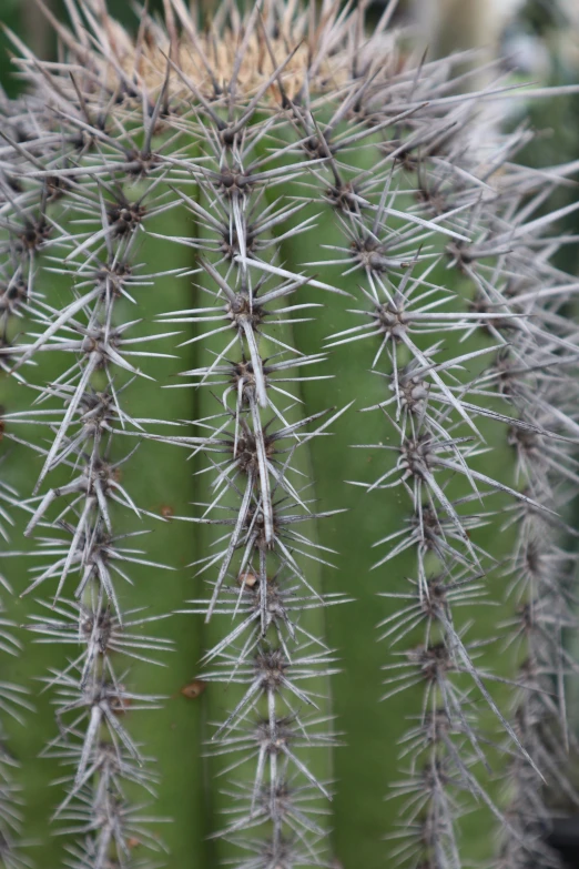 cactus with little buds in large green plant