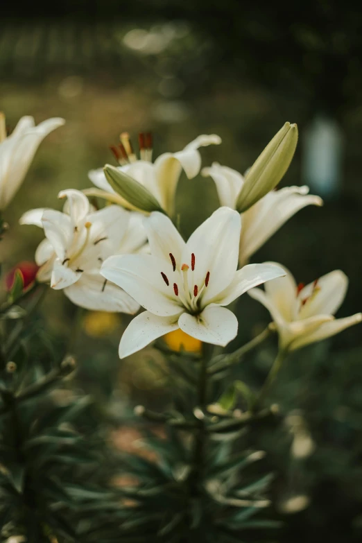 some flowers in an open field with a dark background