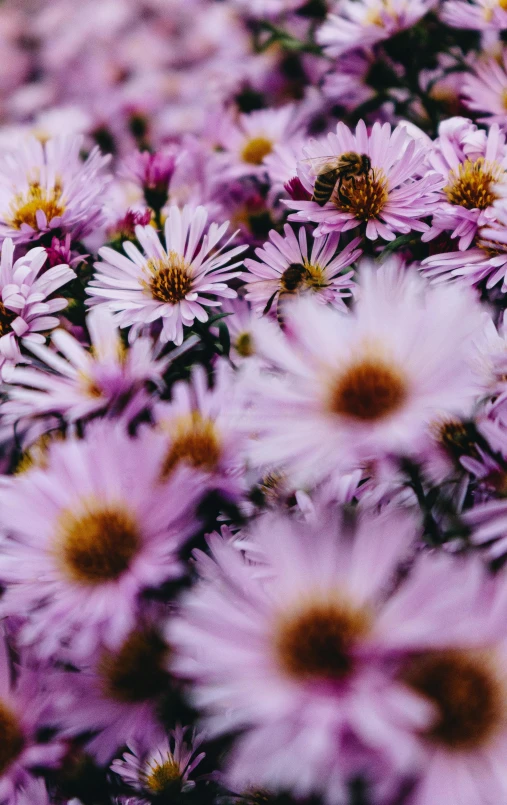 some very pretty pink flowers together