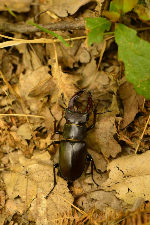 a bug is on the ground covered in leaves