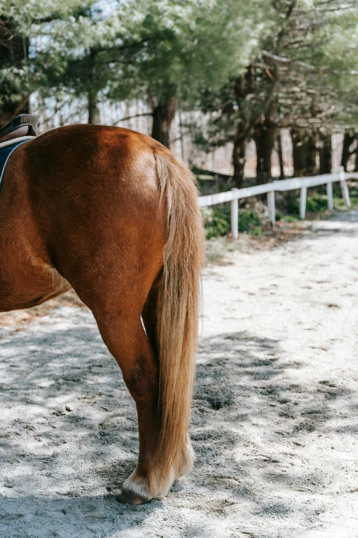 a horse in the sand and one that is looking