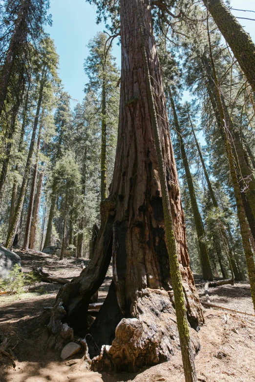 a huge tree trunk on the forest ground