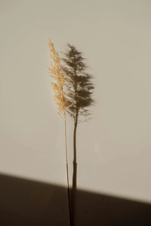 a lone grass tree with its long stem blowing in the wind