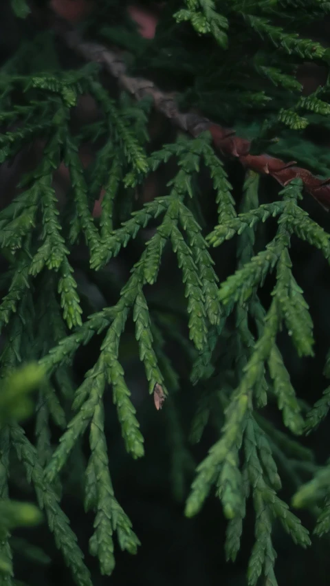 green pine nches with some leaves showing green leaves