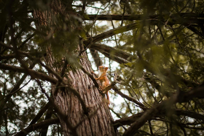 a red squirrel climbing up a tall tree