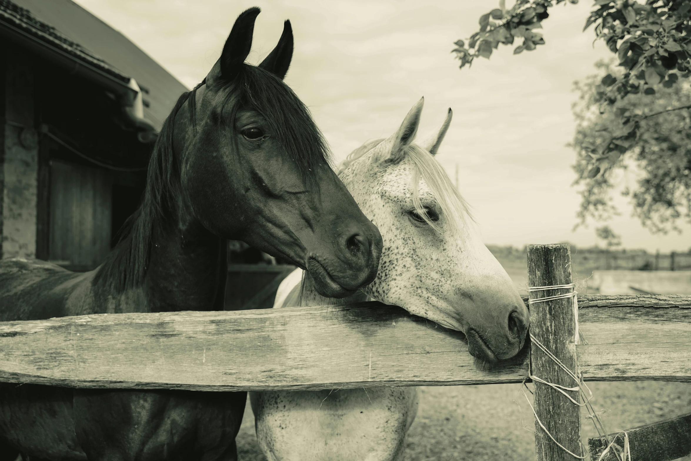 two horses looking over the fence at the pographer