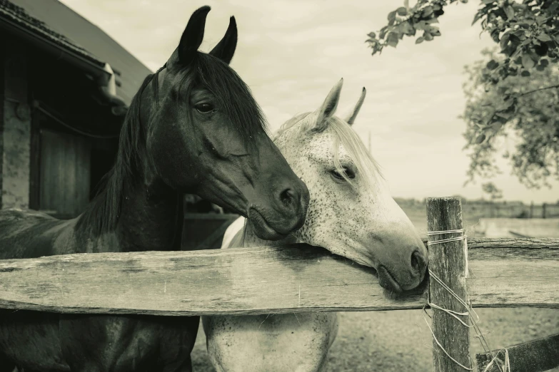 two horses looking over the fence at the pographer