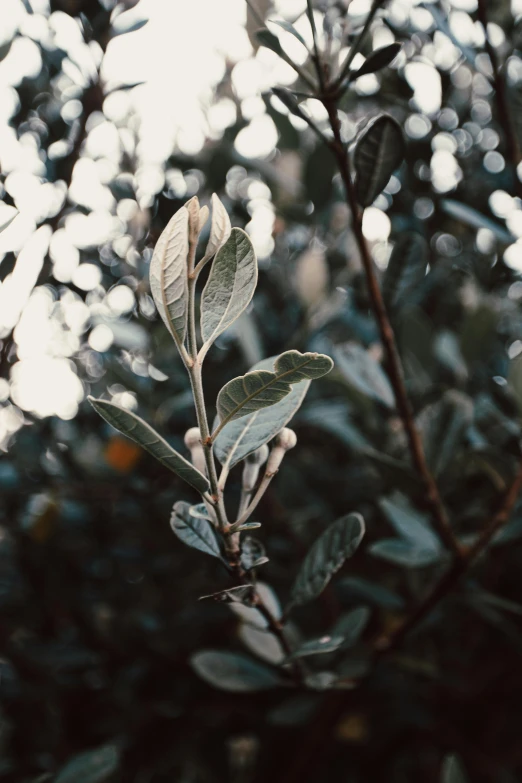 a leafy nch with white leaves against trees