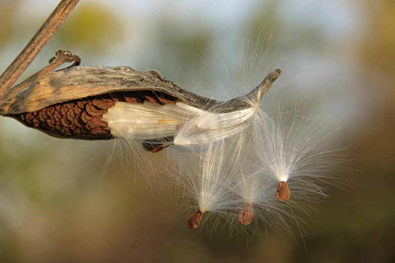 a po of a bird hanging upside down