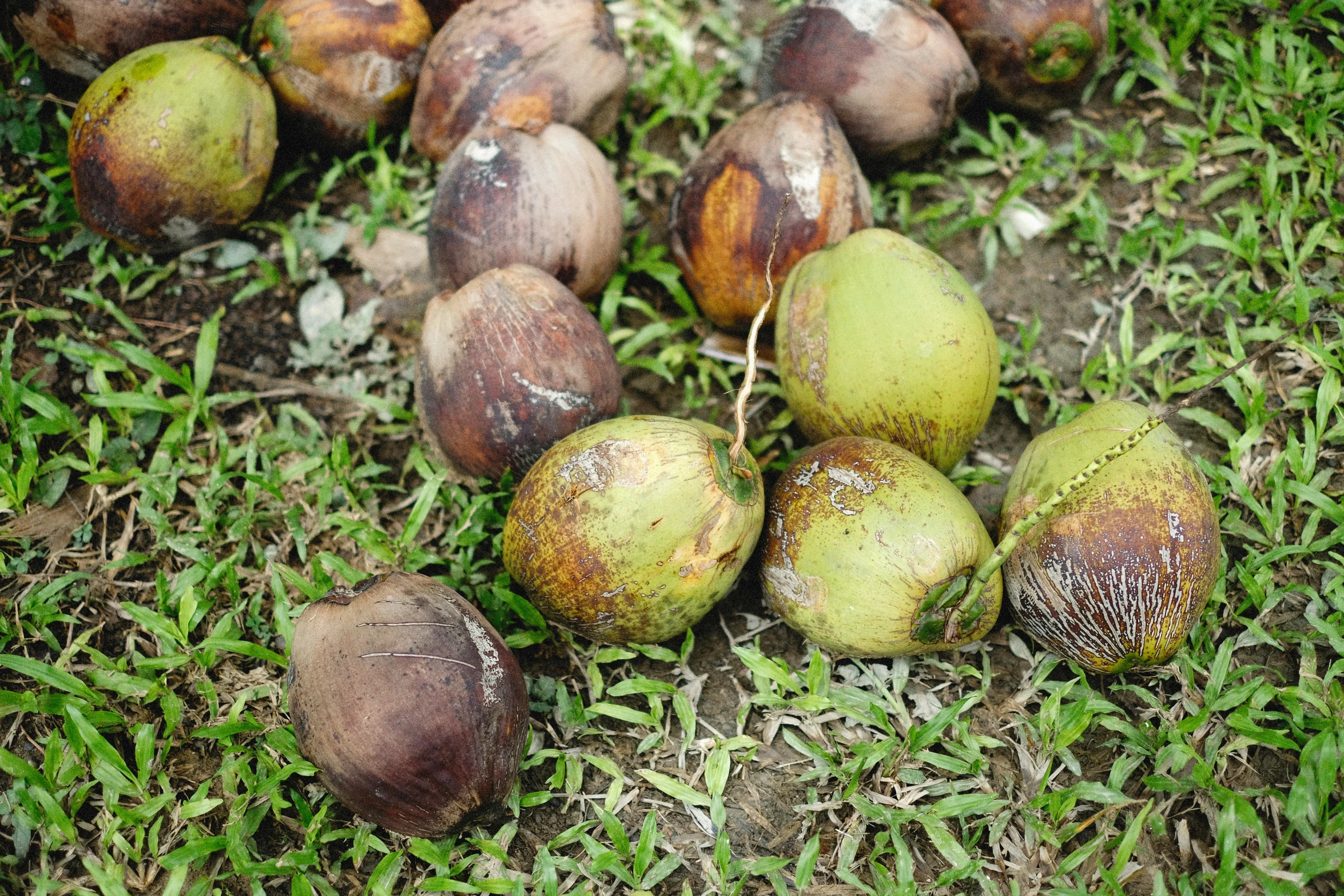 coconuts on the ground and one lying on the ground