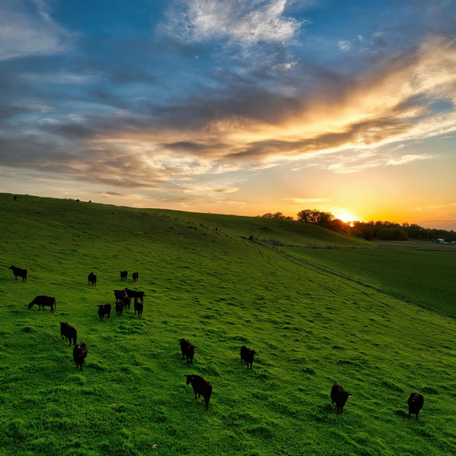 a herd of cows are grazing in the green grass