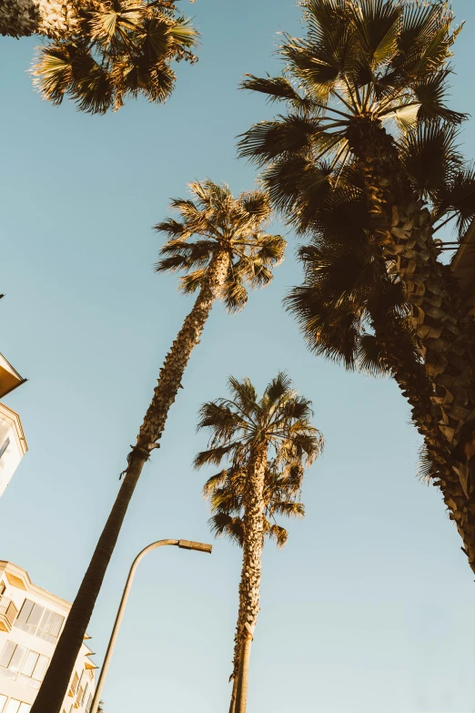 looking up at palm trees and a tall building