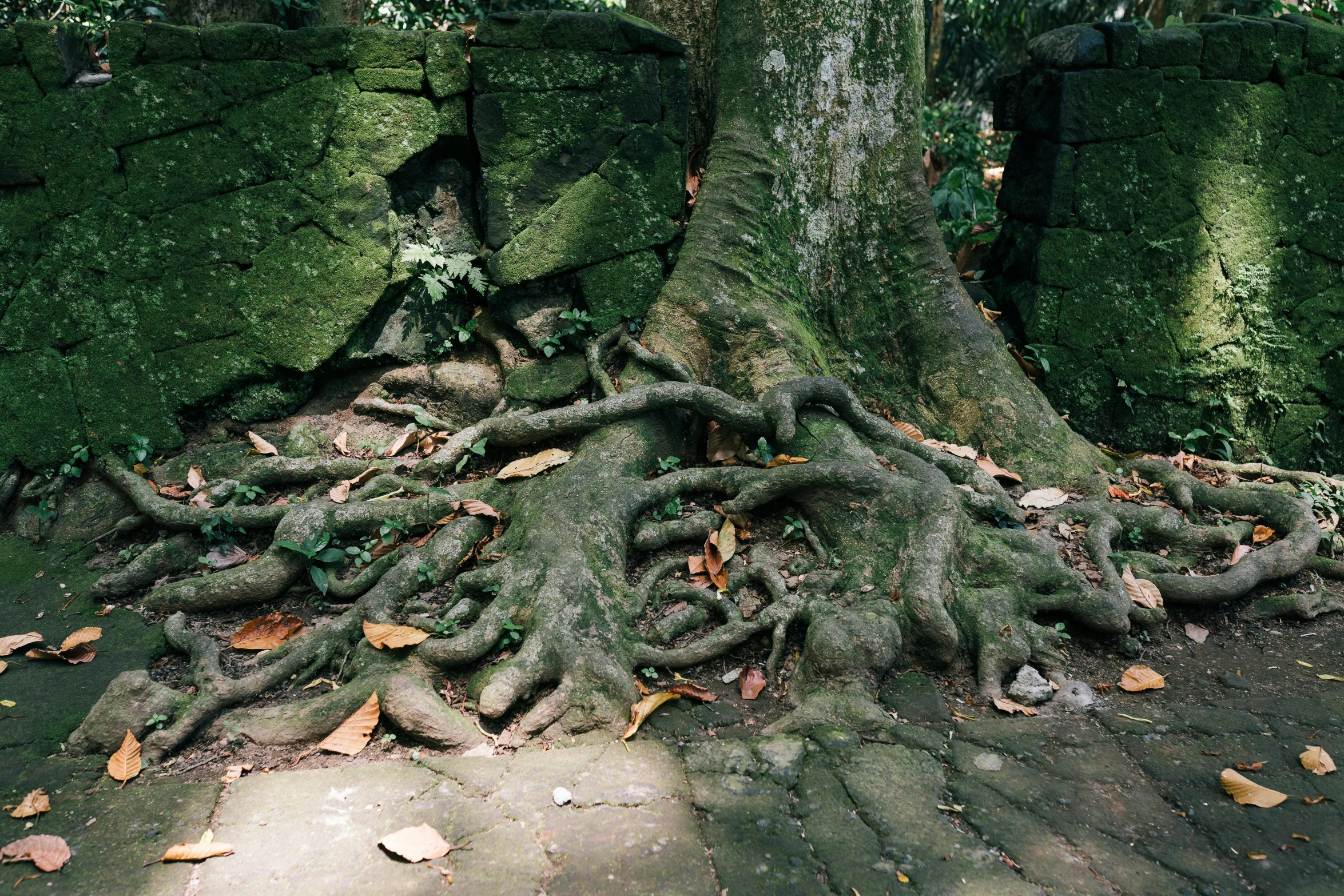 a big tree with a big root with some large roots around it