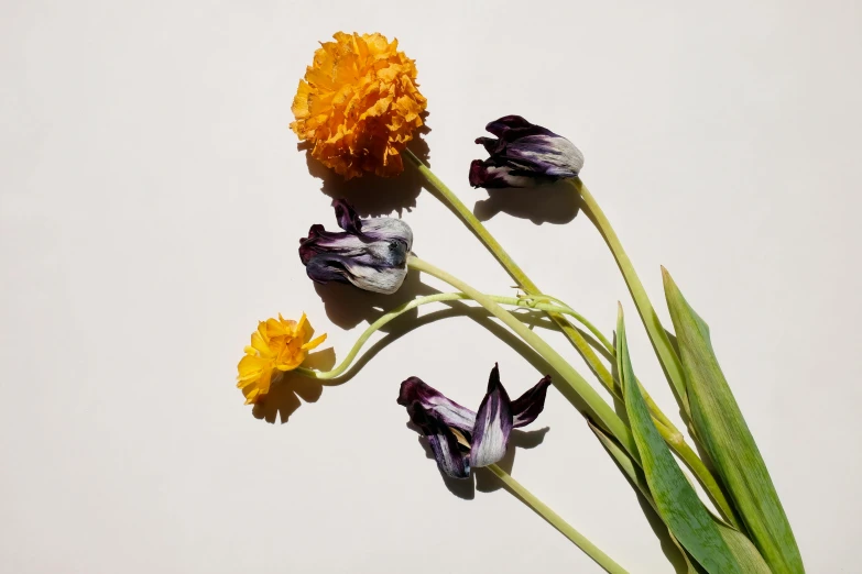 two yellow flowers in the center of three purple flowers