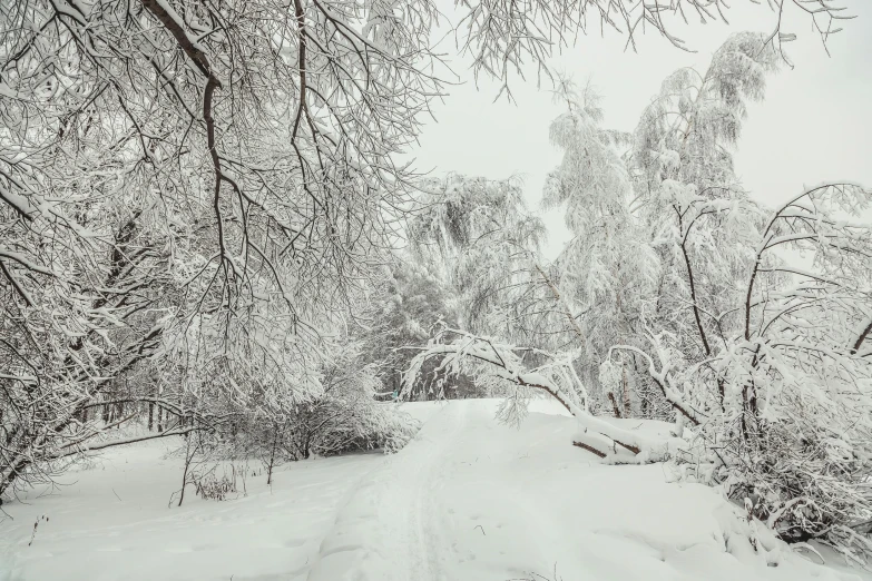 a snow covered road with trees and shrubbery