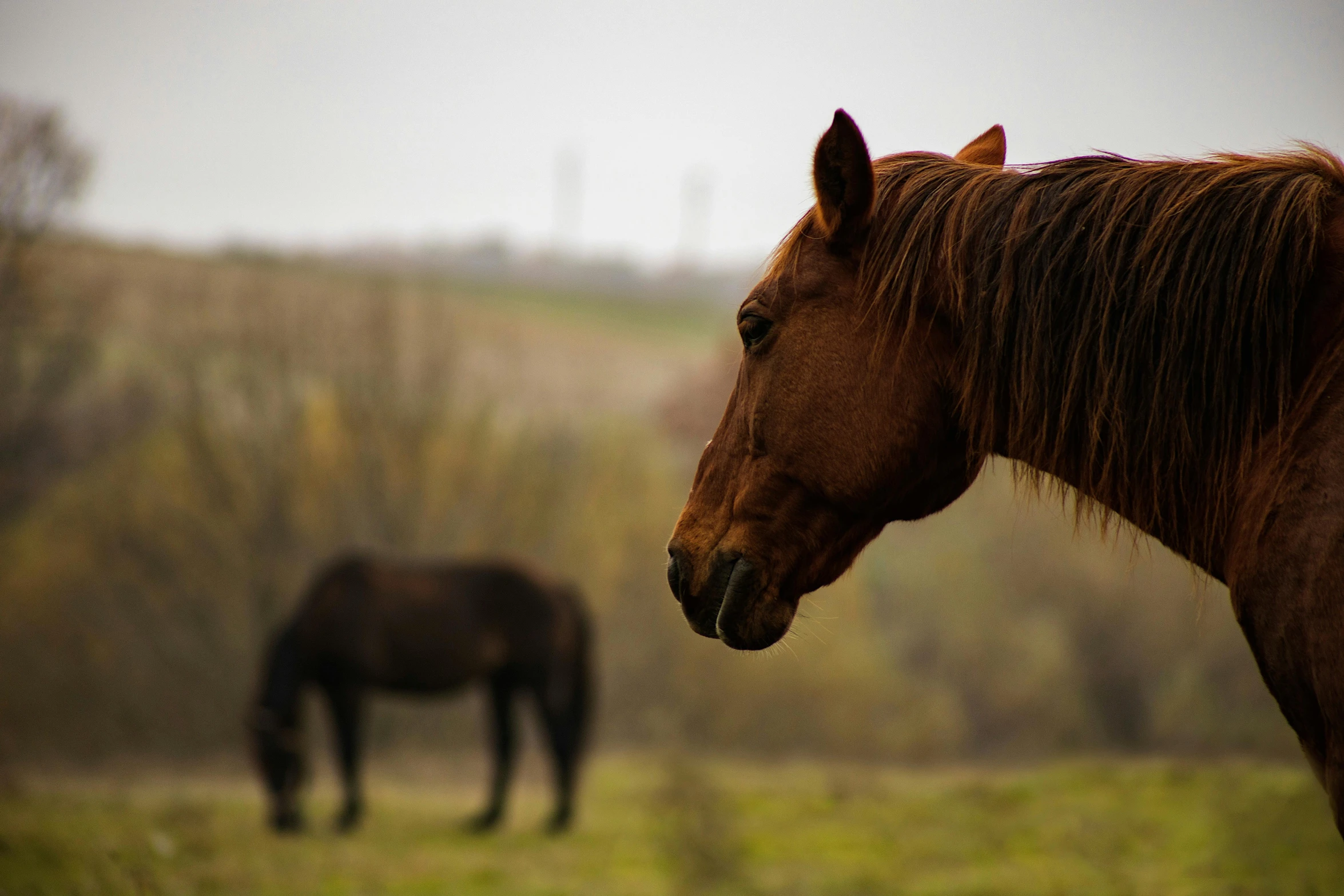 a close up of two horses in a field