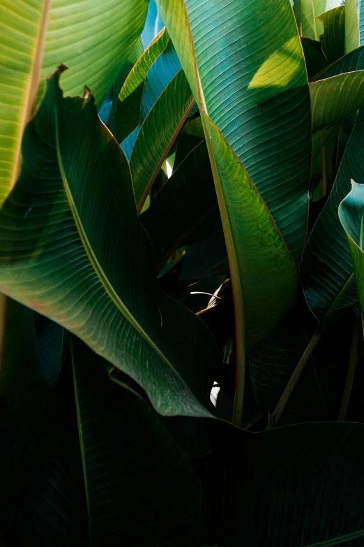 a very large plant is growing outside by the water