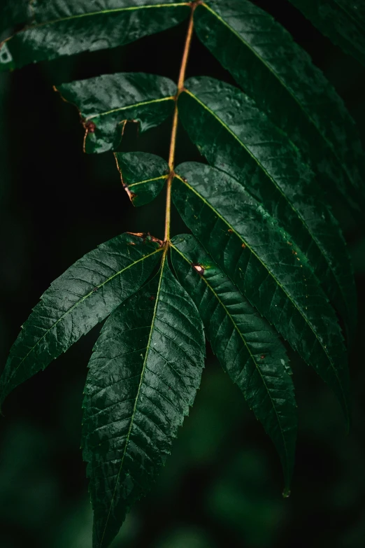 some leaves that are green and are being watered