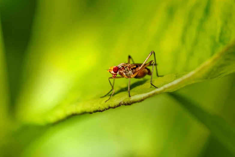 an image of a fly insect on the edge of the plant