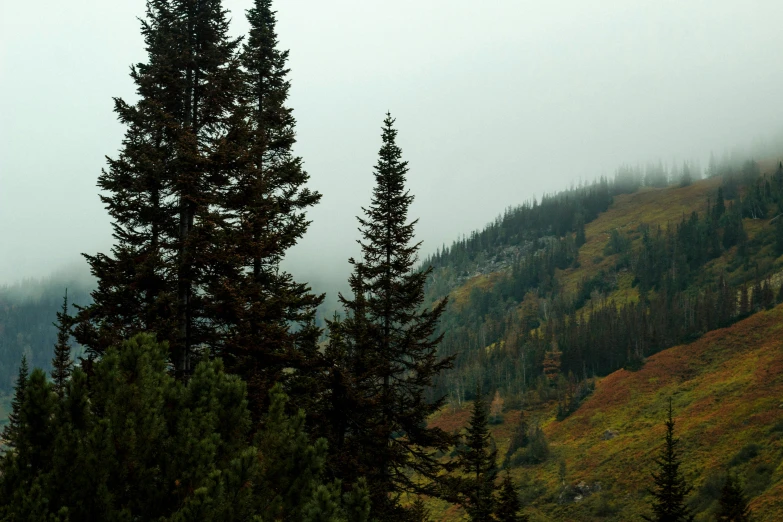 pine trees stand in the foreground as an image shows fog