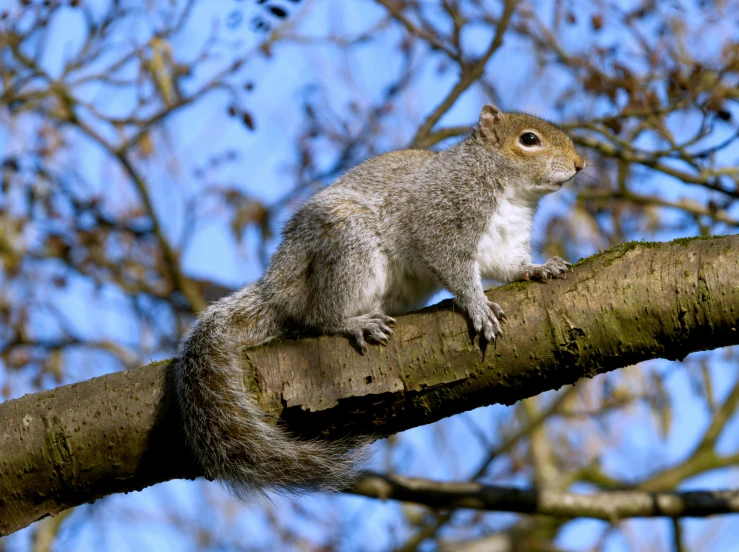a grey squirrel sitting on top of a tree limb