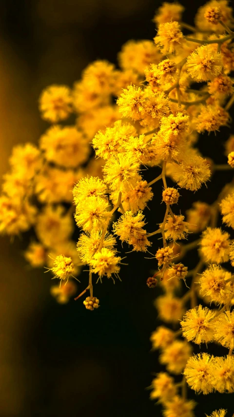 a tree is filled with bright yellow flowers