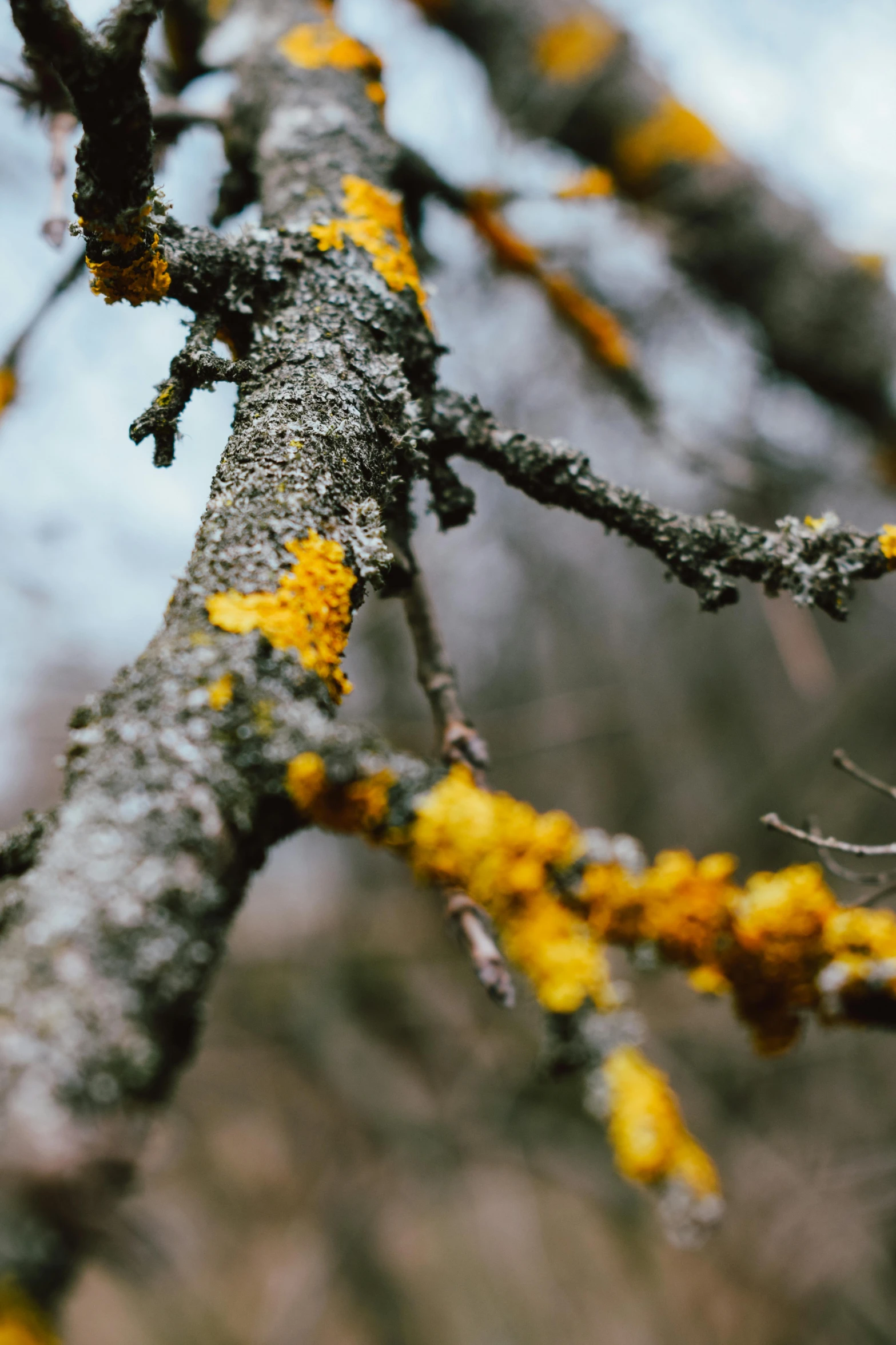 the nch of a tree covered in lichen