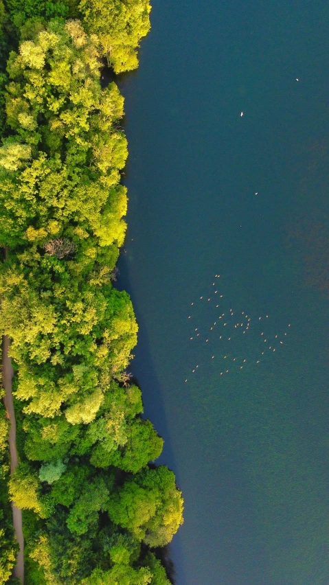 there is water surrounded by a few trees