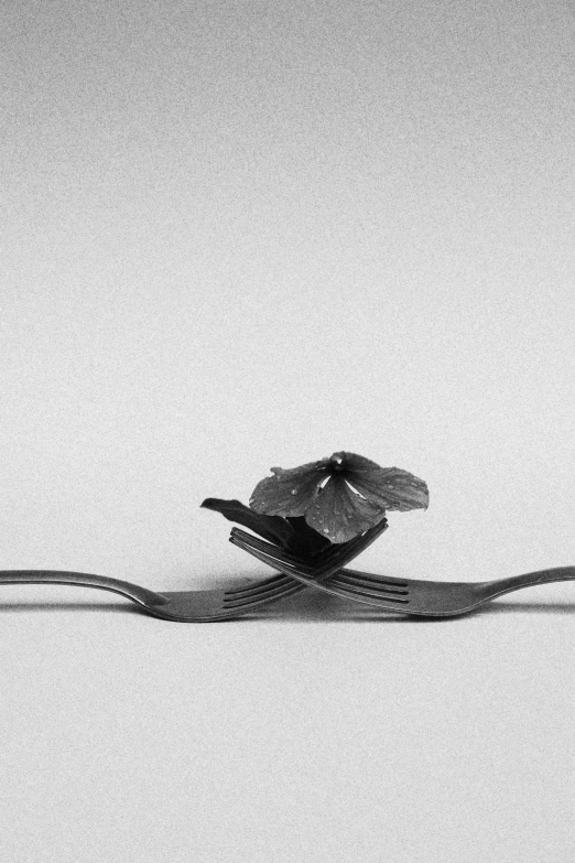 black and white pograph of two silver forks