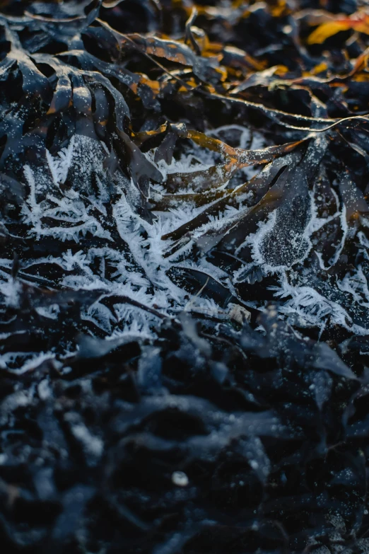 an image of frozen plants and rocks