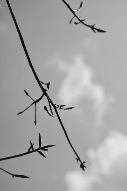 black and white po of tree limbs with sky background