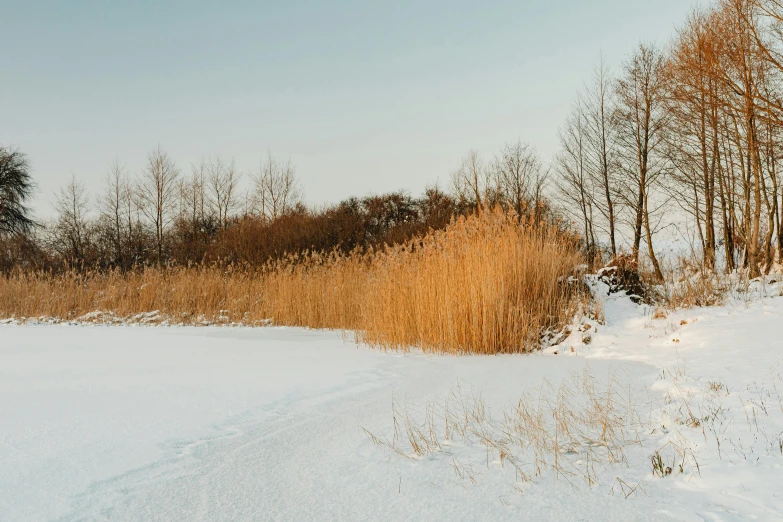 a snow covered field with a bunch of plants on the ground