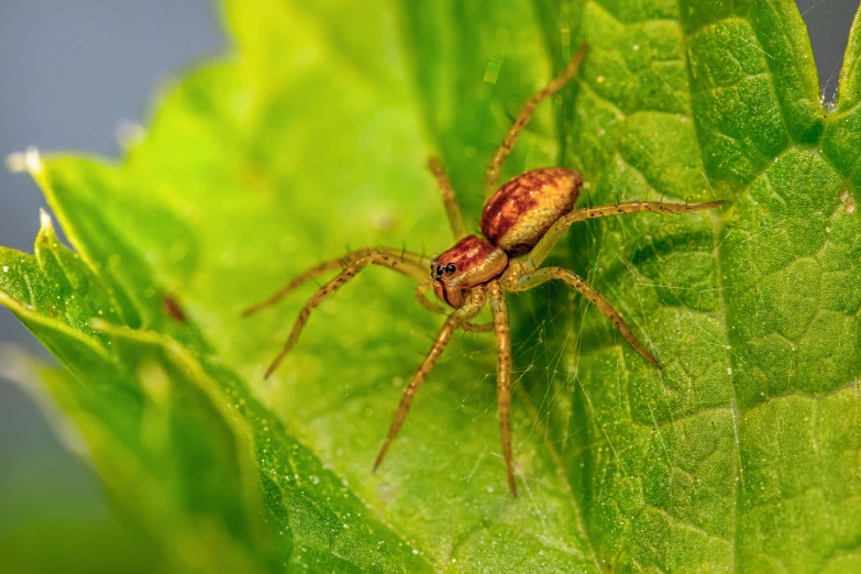 a close up view of a long - legged spider with many green leaves