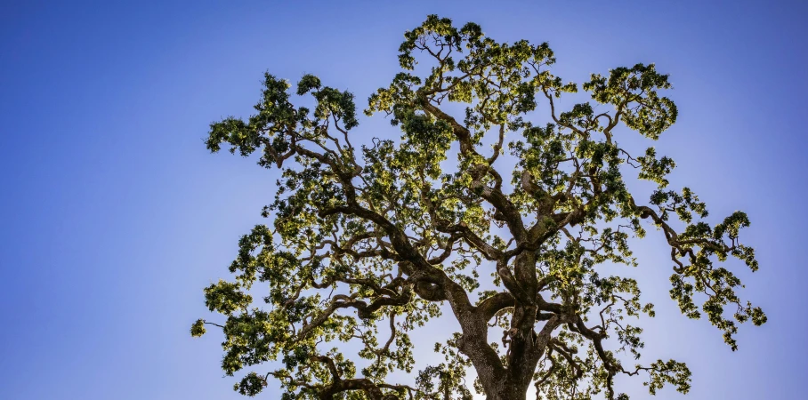 the tree is almost leafy and has many leaves on it