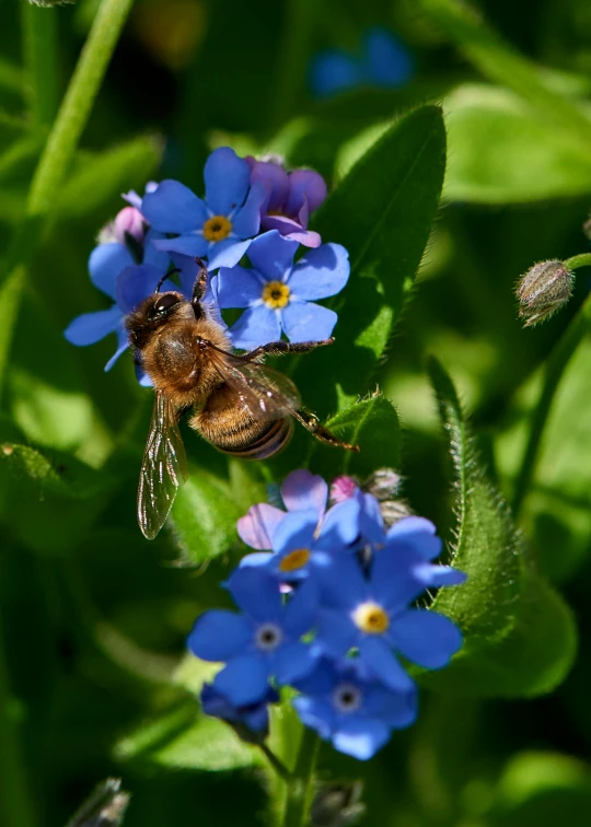 bee in the middle of a blue flower