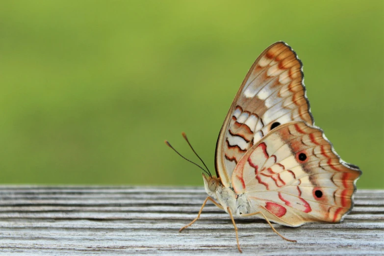 this is an image of a moth in the wild