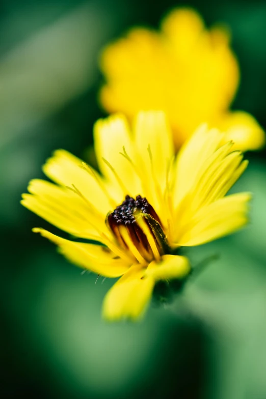 a bug sitting on top of a yellow flower