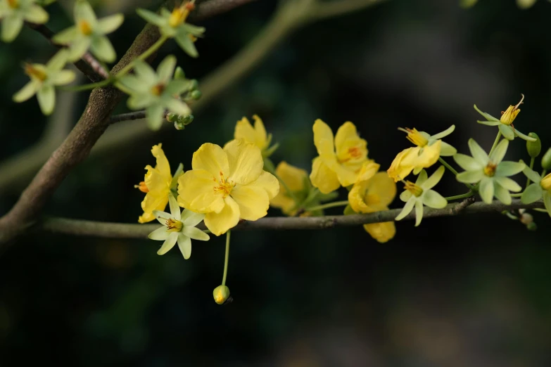 a close up of a flower on a tree