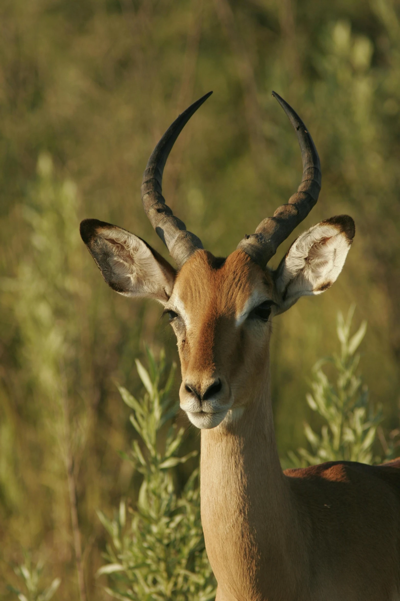 an antelope stares at the camera while in the wild